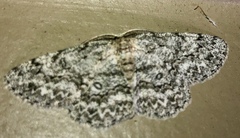 Hypomecis umbrosaria