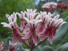 Asclepias otarioides