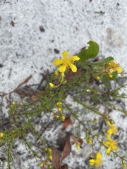 Hypericum tenuifolium
