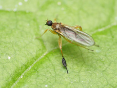 Platypalpus discifer