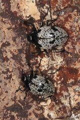 Cypherotylus elevatus