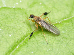 Platypalpus discifer