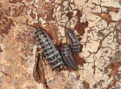 Cypherotylus elevatus