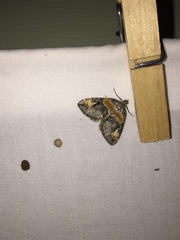 Dysstroma hersiliata