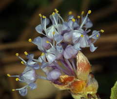 Ceanothus prostratus prostratus