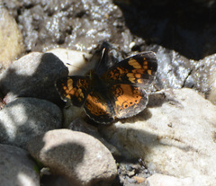 Phyciodes cocyta selenis