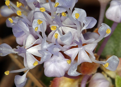 Ceanothus prostratus prostratus