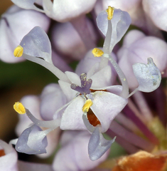 Ceanothus prostratus prostratus