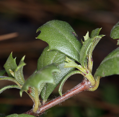 Ceanothus prostratus prostratus