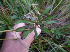 Sidalcea calycosa rhizomata