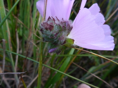 Sidalcea calycosa rhizomata