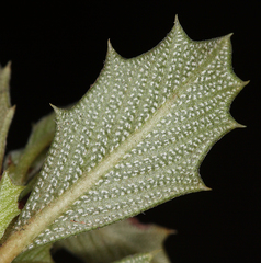 Ceanothus prostratus prostratus