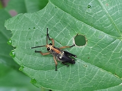 Cibotopteryx