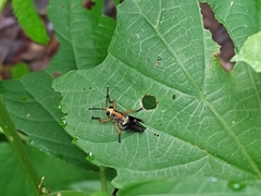 Cibotopteryx