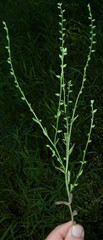 Myosotis verna