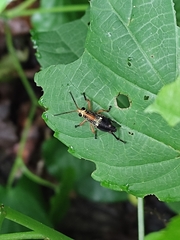 Cibotopteryx
