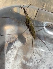 Aquarius ventralis