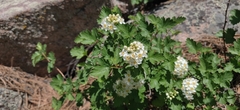 Physocarpus monogynus