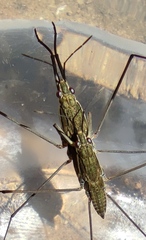 Aquarius ventralis