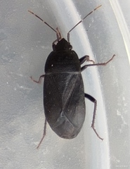 Lethaeus cribratissimus