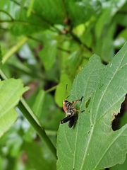 Cibotopteryx