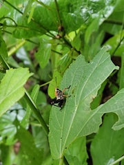 Cibotopteryx