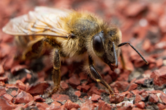 Apis mellifera