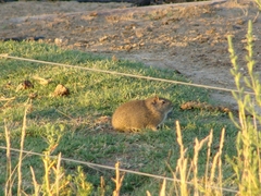 Galea musteloides