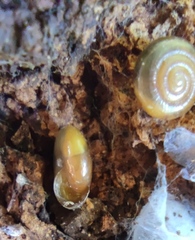 Oxychilus renanianus