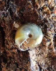 Oxychilus renanianus