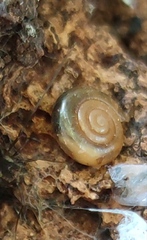 Oxychilus renanianus