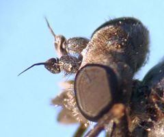 Symphoromyia