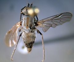 Symphoromyia