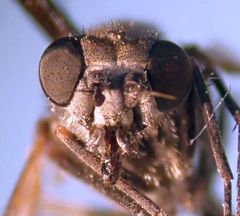Symphoromyia