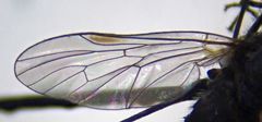 Symphoromyia