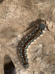 Malacosoma constricta