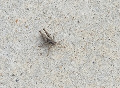 Phaedrotettix accola