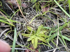 Pinguicula caerulea