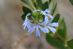 Scaevola angustata