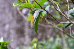 Graphium doson postianus