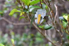 Graphium doson postianus