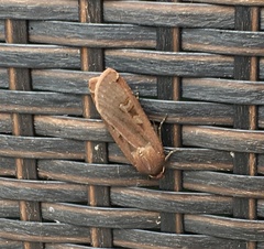 Noctua pronuba