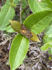 Epelis truncataria