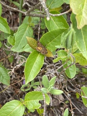 Epelis truncataria