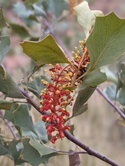 Grevillea wickhamii