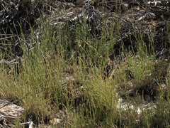 Muhlenbergia richardsonis