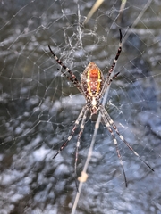 Argiope radon