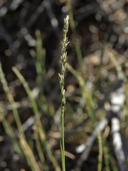 Muhlenbergia richardsonis