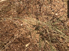 Nassella leucotricha