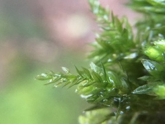 Mnium hornum